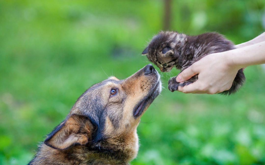 Dog greets kitten